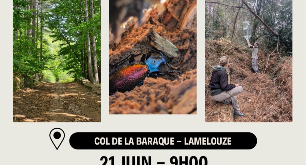 Une balade à la découverte d’arbres mal-aimés_Lamelouze