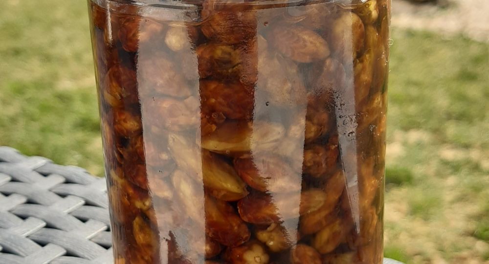 Atelier sur la gémmothérapie_Saint-Julien-de-Peyrolas