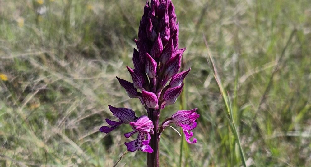 Les orchidées sauvages du Causse noir_Lanuéjols