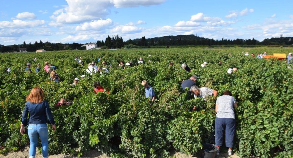 Vendanges à l'ancienne_Beaucaire