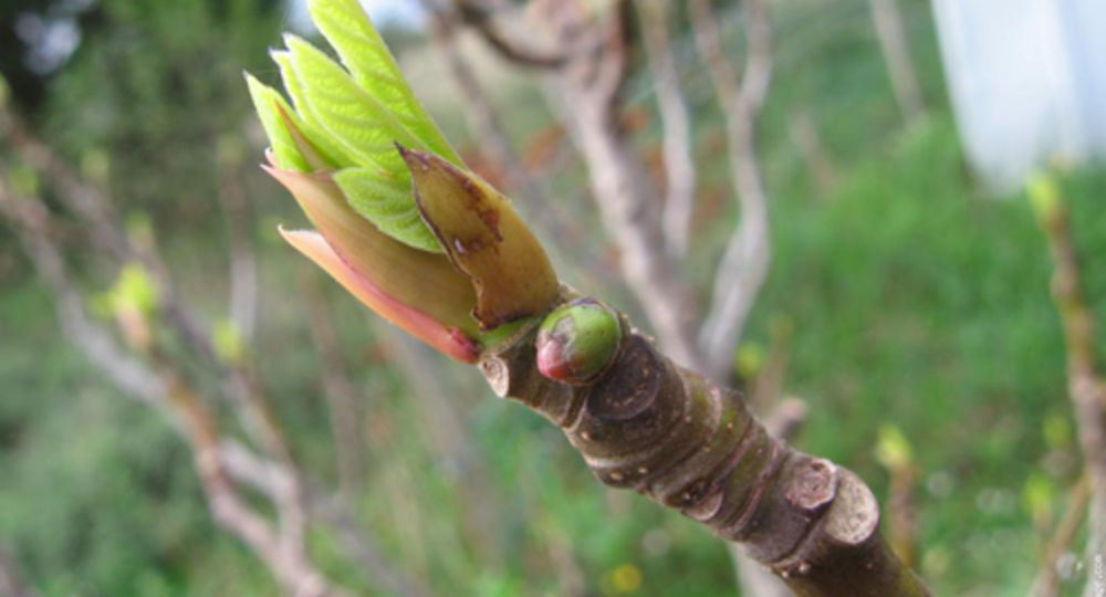 Atelier sur la gémmothérapie_Saint-Julien-de-Peyrolas