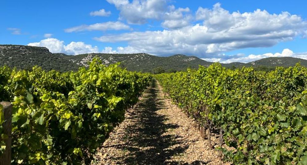 Vignoble
