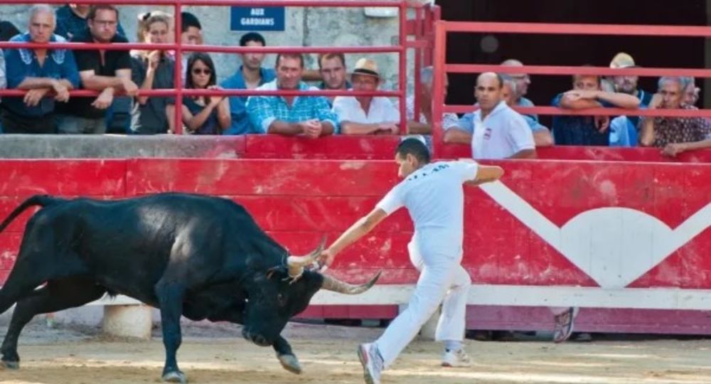 Courses Camarguaises - Trophée Niveau Avenir à Fourques_Fourques