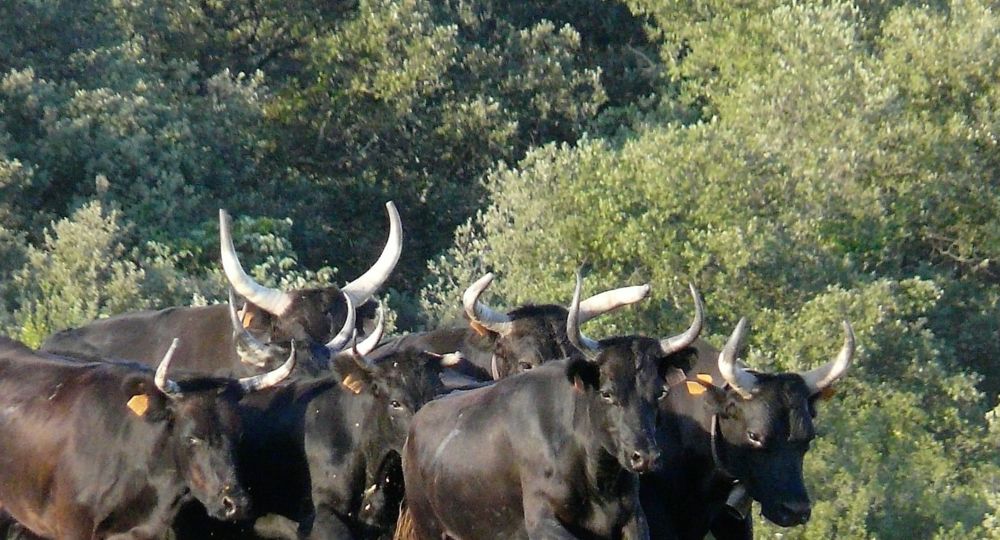 taureaux