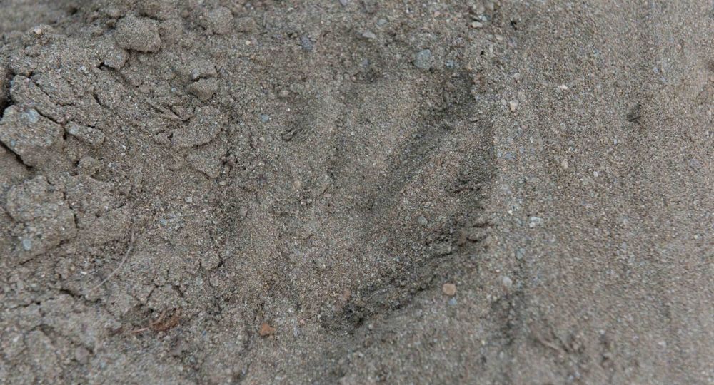 Traces et empreintes