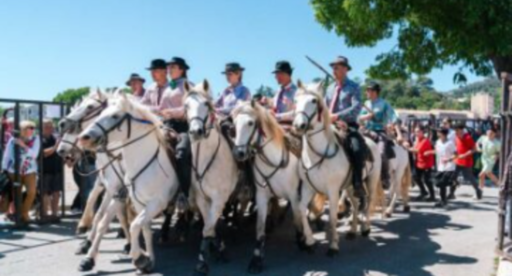 Féria d'Alès - Concours d’abrivados_Alès