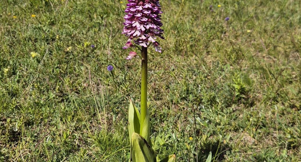 Les orchidées sauvages du Causse noir_Lanuéjols