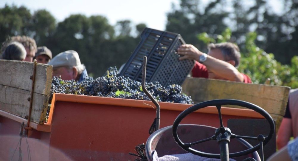 Vendanges à l'ancienne_Beaucaire