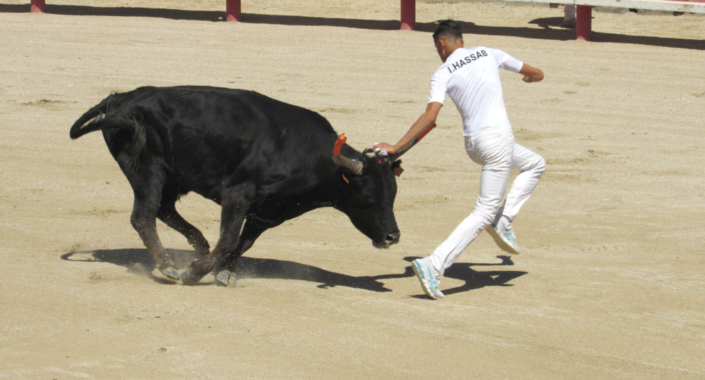 Course camarguaise