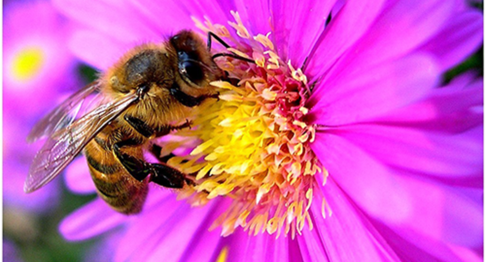 Exposition sur les Parcs et jardins du Gard_Saint-André-de-Roquepertuis