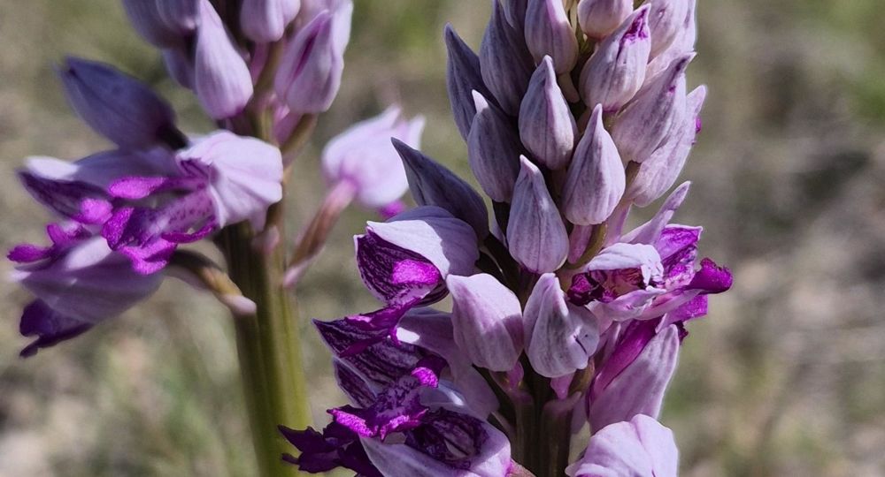 Les orchidées sauvages du Causse noir_Lanuéjols