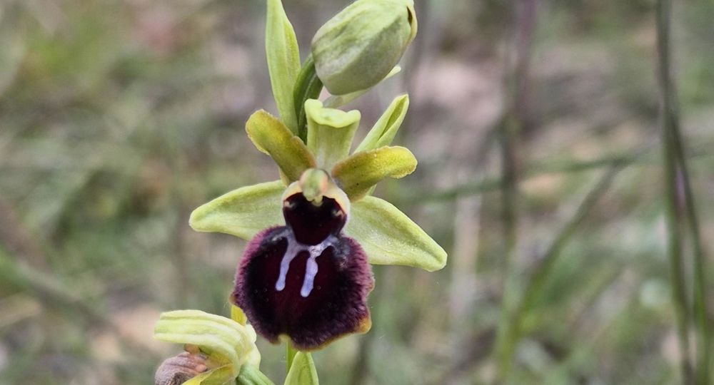 Les orchidées sauvages du Causse noir_Lanuéjols