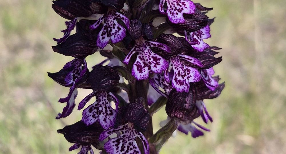 Les orchidées sauvages du Causse noir_Lanuéjols
