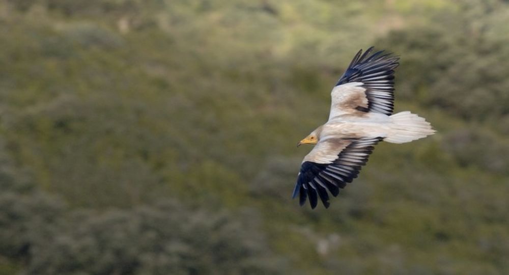 Balade - Rapaces et pastoralisme_Collias