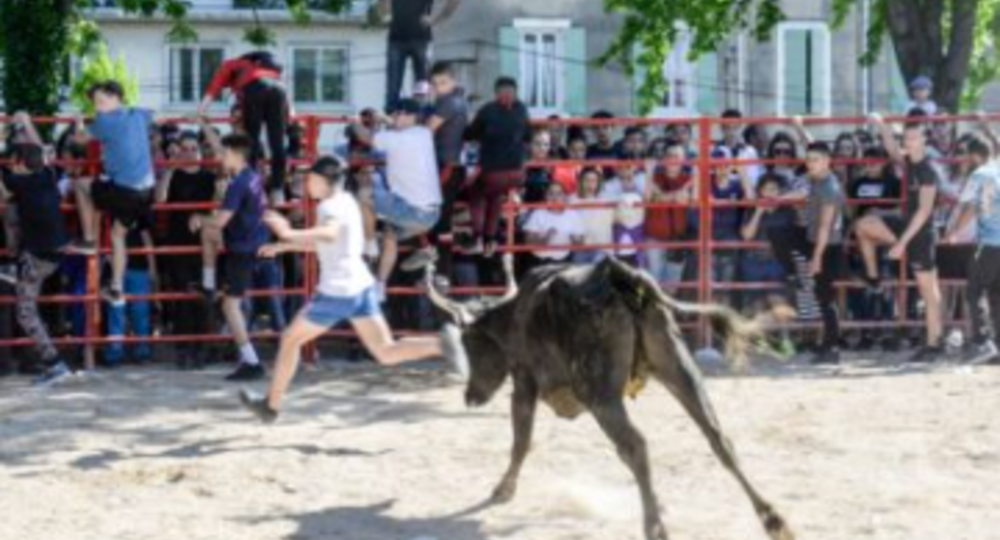 Féria d'Alès - Animations vachettes_Alès