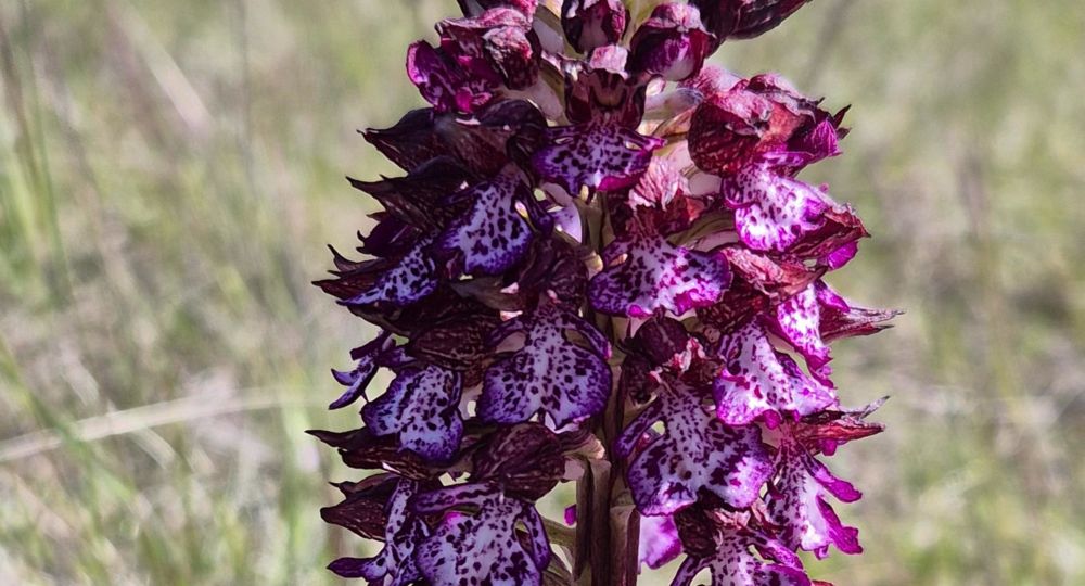 Les orchidées sauvages du Causse noir_Lanuéjols
