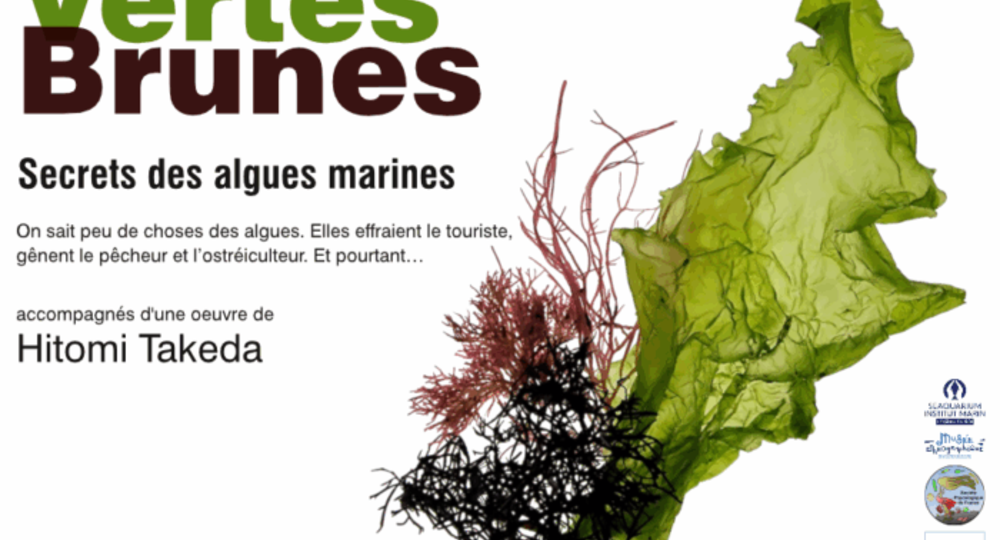 Exposition : Le secret des algues_Le Grau-du-Roi