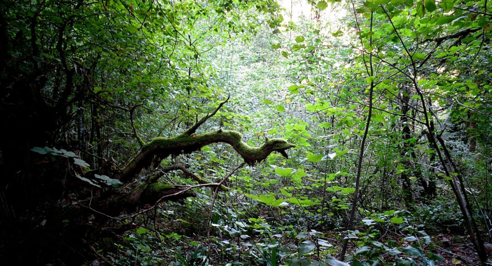 WI - La peau des arbres - Compagnie Pernette_Allègre-les-Fumades