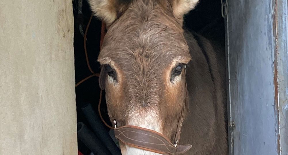 Le Cocon - Le Clarou_Valleraugue