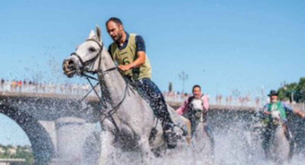 Féria d'Alès - Course des gardians_Alès