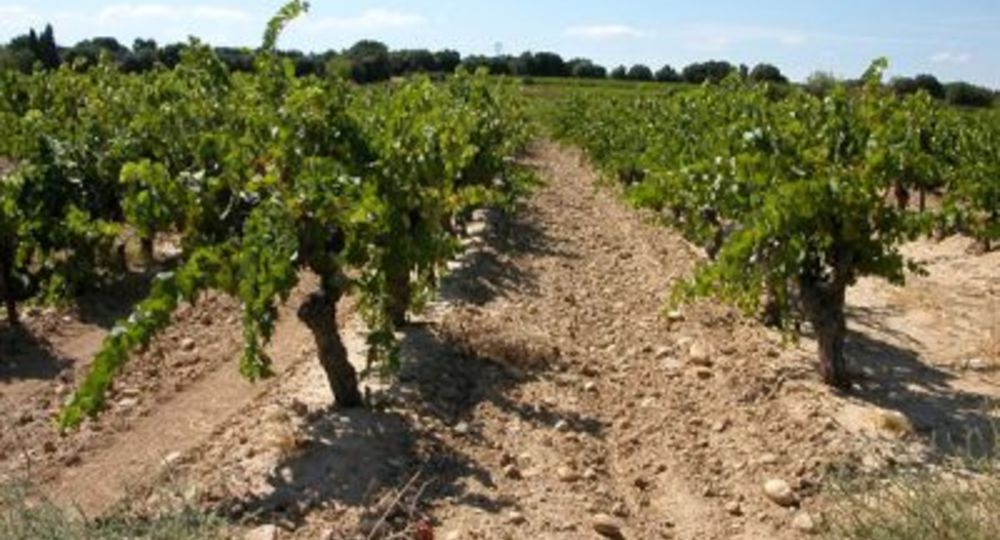 Les Domaines Roudil Jouffret_Tavel