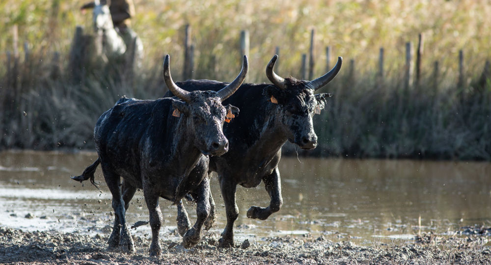 Fête d'hiver d'Aigues-Mortes_Aigues-Mortes