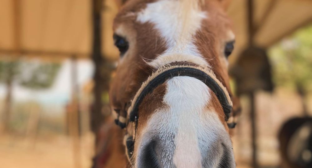 Balade à poney