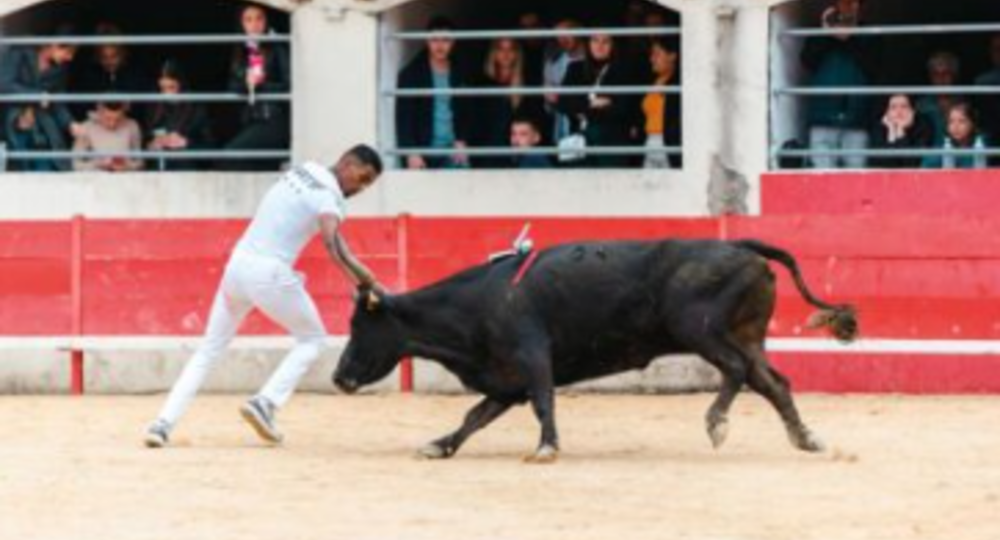 Féria d'Alès - Course Camarguaise, Trophée des AS_Alès