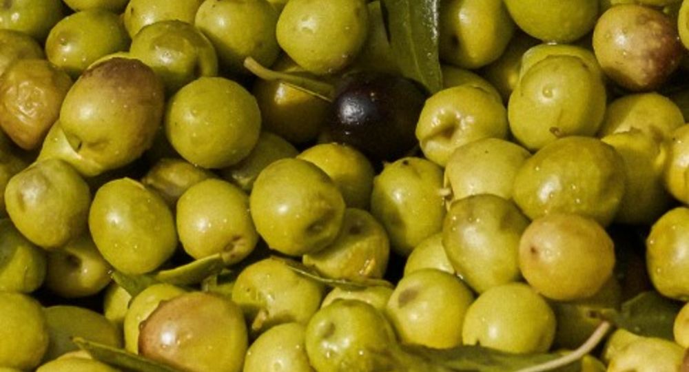 Les dégustations gourmandes de Panéry