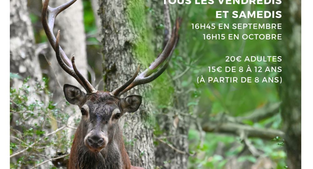 Sortie naturaliste : à l’écoute du brame du cerf_L'Esperou
