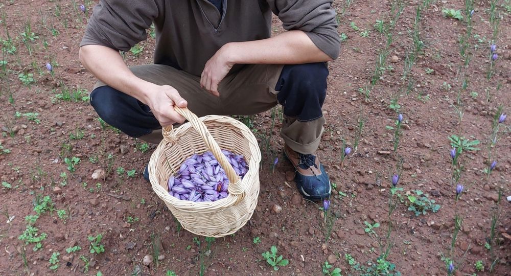 Producteur de Safran d'Anduze_Saumane