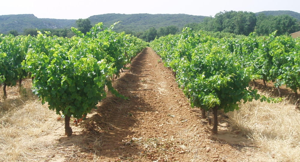 Domaine de Valsenière_Vers-Pont-du-Gard