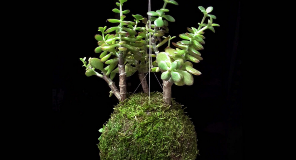 Atelier végétal de kokedama_Roquemaure
