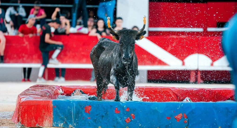 Toro piscine