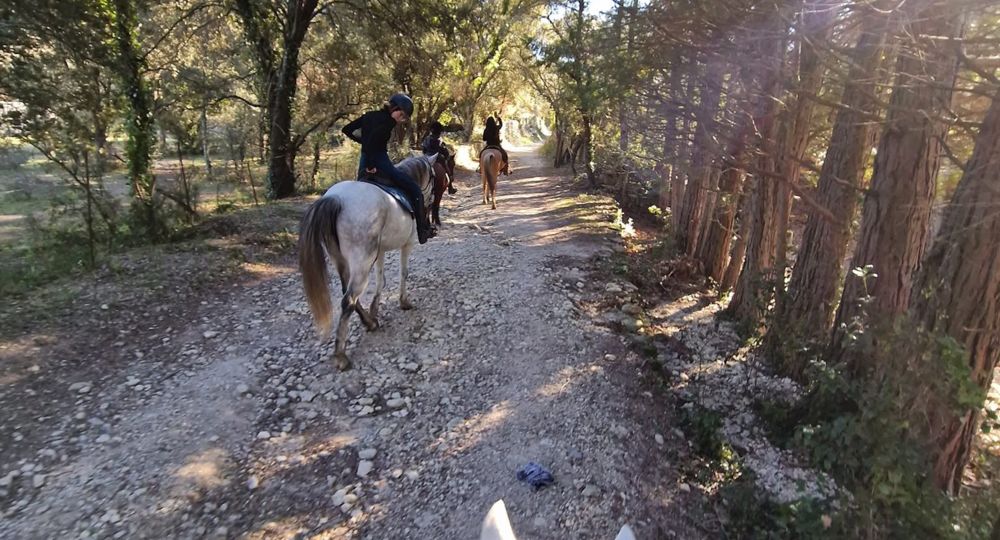 Balade en forêt à cheval