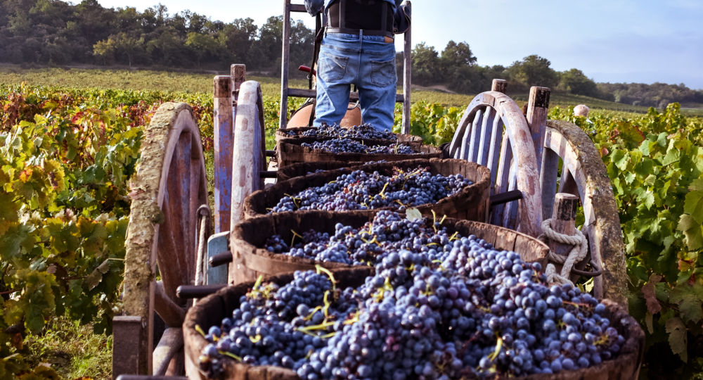 Visite du vignoble & dégustation des vins - Mas des Cabrettes_Saint-Nazaire-des-Gardies