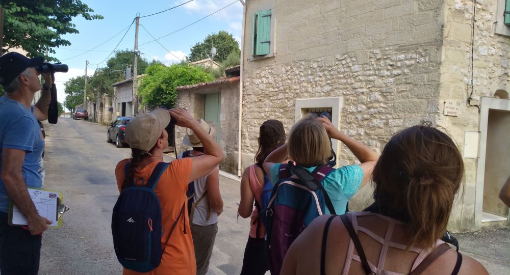 Balade - Hirondelles et martinets de la Réserve Naturelle