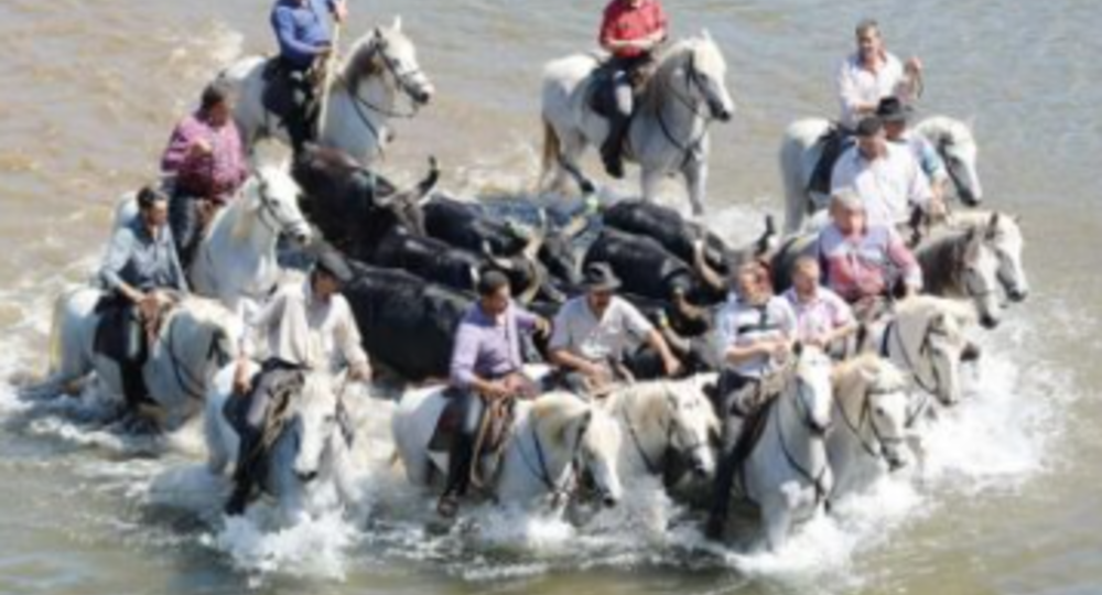 Féria d'Alès - Gaze_Alès