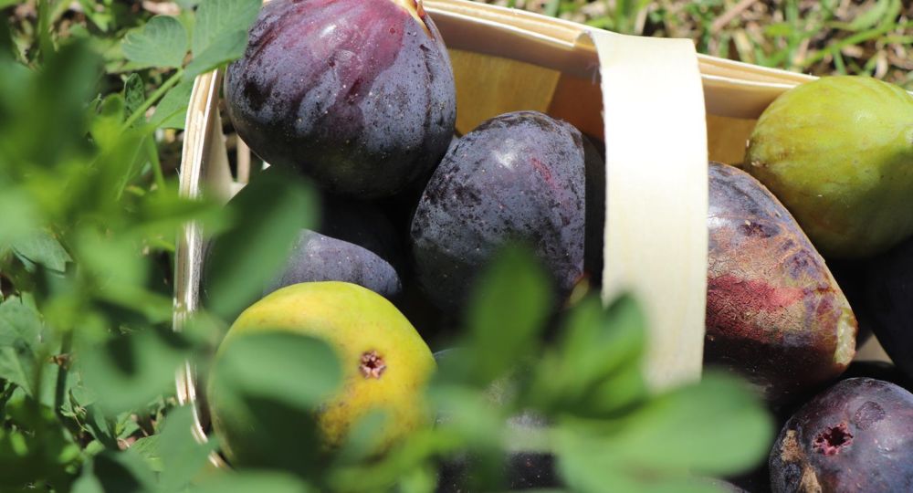 La figue, une espèce fruitière généreuse et attachante