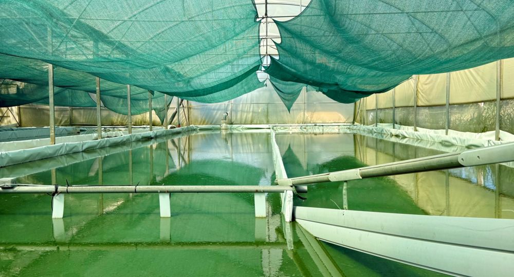 Créez votre Super Smoothie !_Jonquières-Saint-Vincent