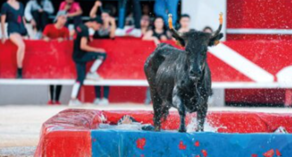 Féria d'Alès - Toro piscine_Alès