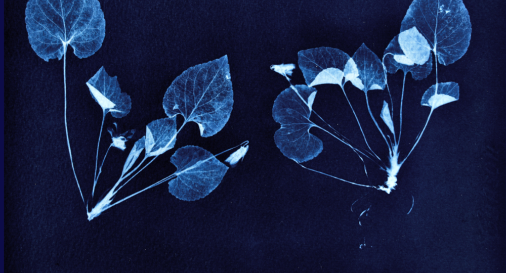 Vernissage de l'exposition «Les herbiers du temps suspendu»_Roquemaure