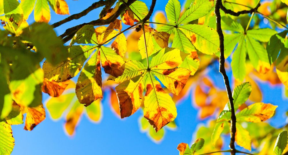 Balade intergénérationnelle - Les trésors de l'automne_Aigaliers