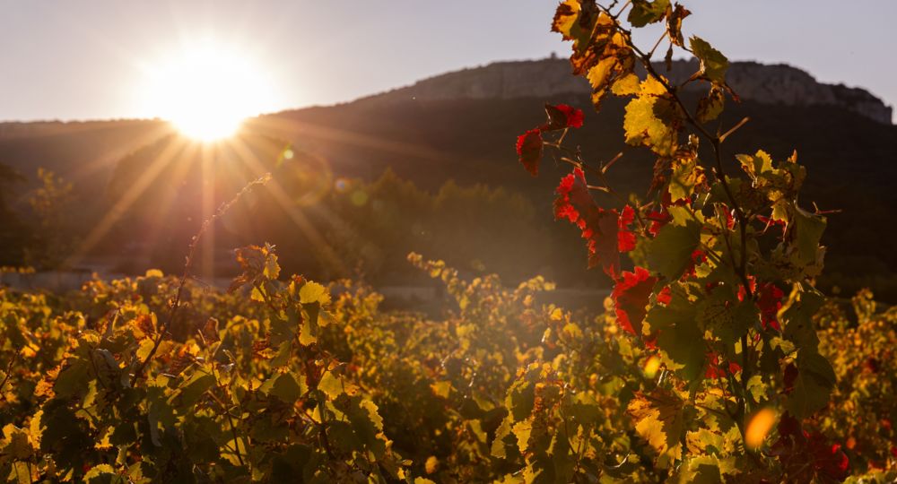 Syndicat des Vins de St Gervais_Saint-Gervais