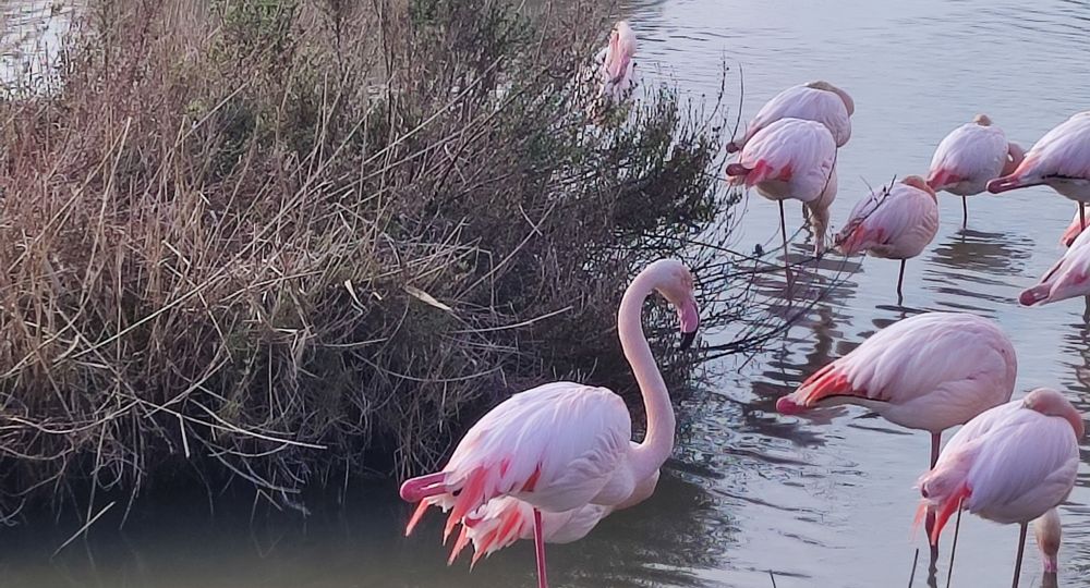 Flamands roses