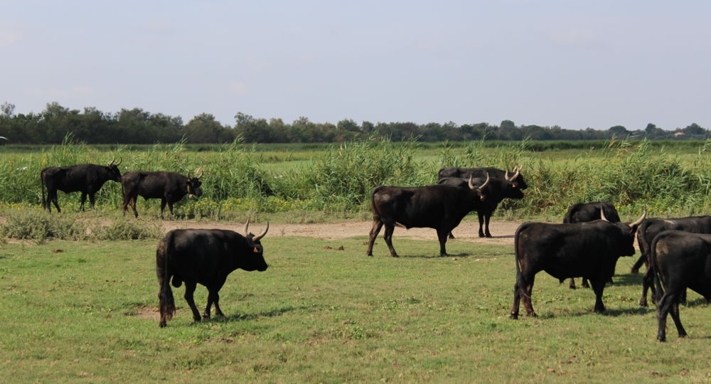 Visite en 4x4 - La Camargue d'Antan_Beauvoisin