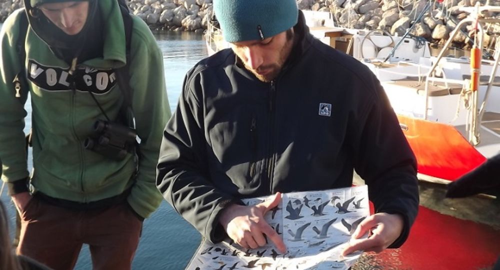 Sortie découverte des oiseaux de méditerranée avec LPO_Le Grau-du-Roi