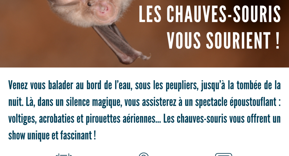 Sortie nature : Les chauves-souris vous sourient_Goudargues