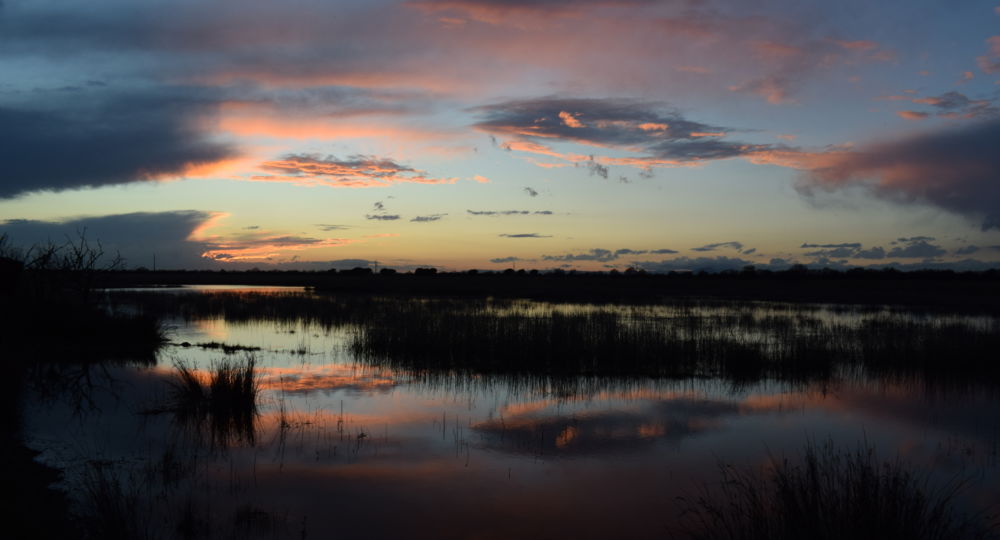 Marais de la Tour Carbonnière.