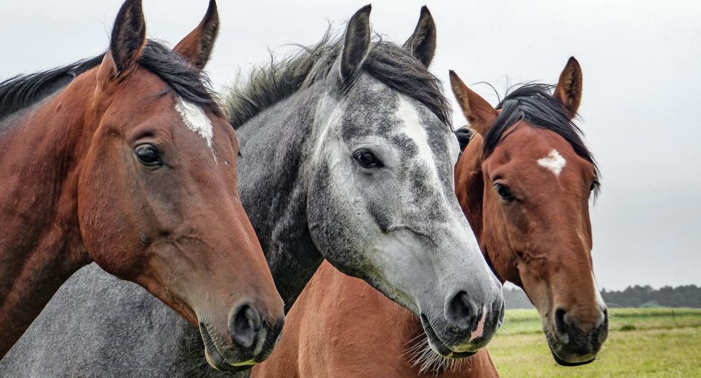Stage de poneys ou chevaux_Méjannes-le-Clap